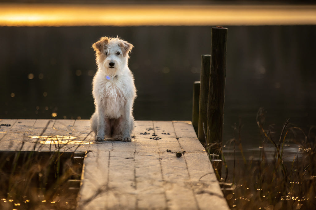 Lildog - 5G-sporing og aktivitetsmåler for hund og kat